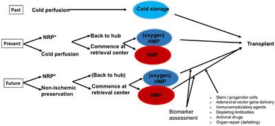 Transplanting Marginal Organs in the Era of Modern Machine Perfusion and Advanced Organ Monitoring